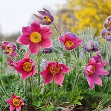 Image result for Pulsatilla