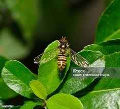 Attēlu rezultāti vaicājumam “Episyrphus balteatus”