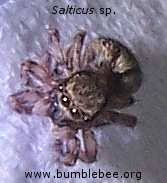 Attēlu rezultāti vaicājumam “Salticus sp.”