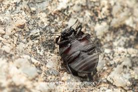 Attēlu rezultāti vaicājumam “Cytilus sericeus”