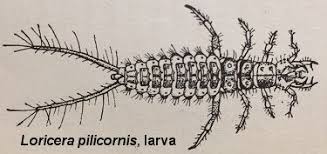 Attēlu rezultāti vaicājumam “Loricera pilicornis”