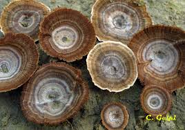 Attēlu rezultāti vaicājumam “Coltricia perennis”