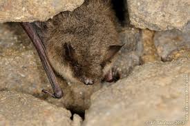 Attēlu rezultāti vaicājumam “Myotis brandtii”