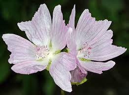 Image result for Malva moschata