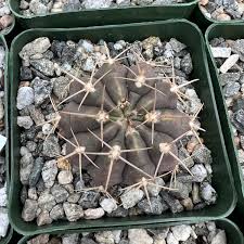 Image result for Gymnocalycium