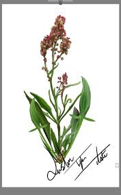 Attēlu rezultāti vaicājumam “Rumex acetosa flower”