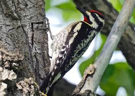Image result for Sphyrapicus varius