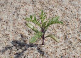 Attēlu rezultāti vaicājumam “Cakile maritima subsp. baltica leaf”