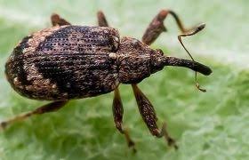 Attēlu rezultāti vaicājumam “Anthonomus pomorum”