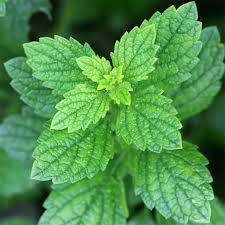 Image result for Melissa officinalis