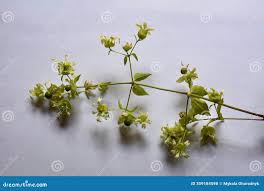 Attēlu rezultāti vaicājumam “Silene baccifera”