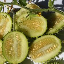 Attēlu rezultāti vaicājumam “Saxifraga cymbalaria fruit”