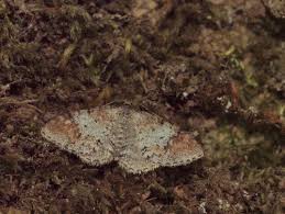 Attēlu rezultāti vaicājumam “Venusia blomeri”