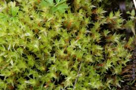 Attēlu rezultāti vaicājumam “Bryum pseudotriquetrum”