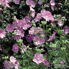 Image result for Malva moschata