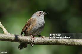 Attēlu rezultāti vaicājumam “Prunella modularis adult”