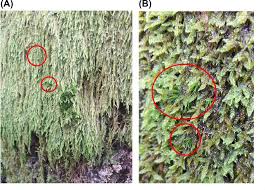 Attēlu rezultāti vaicājumam “Dicranum viride”