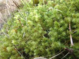 Attēlu rezultāti vaicājumam “Thuidium assimile”