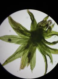 Attēlu rezultāti vaicājumam “Zygodon rupestris”