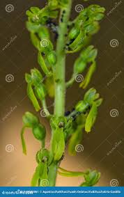 Attēlu rezultāti vaicājumam “Listera ovata bud”