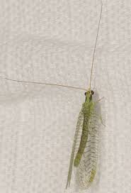 Attēlu rezultāti vaicājumam “Chrysopa”