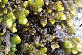 Attēlu rezultāti vaicājumam “Porella cordaeana”