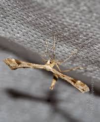 Attēlu rezultāti vaicājumam “Platyptilia tesseradactyla”