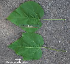 Attēlu rezultāti vaicājumam “Catalpa ovata leaf”