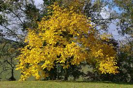 Attēlu rezultāti vaicājumam “Juglans x sinensis”