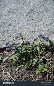 Attēlu rezultāti vaicājumam “Pulmonaria angustifolia flower”