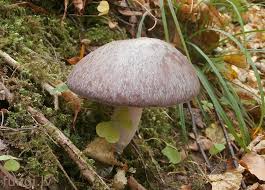 Attēlu rezultāti vaicājumam “Cortinarius praestans”
