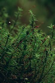 Attēlu rezultāti vaicājumam “Pogonatum dentatum macro”