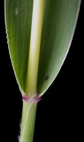 Attēlu rezultāti vaicājumam “Setaria viridis leaf”