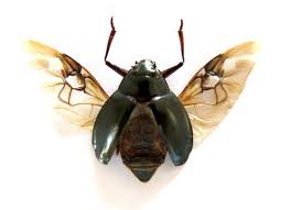 Attēlu rezultāti vaicājumam “Gyrinidae”