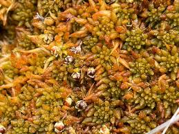 Attēlu rezultāti vaicājumam “Sphagnum balticum”