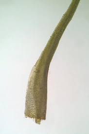 Attēlu rezultāti vaicājumam “Pleuridium subulatum”