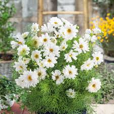 Image result for Cosmos bipinnatus `Double Click`