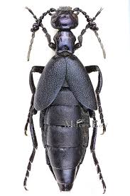 Attēlu rezultāti vaicājumam “Meloe sp.”