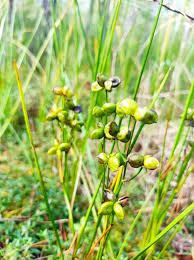 Attēlu rezultāti vaicājumam “Scheuchzeria palustris fruit”