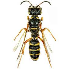 Attēlu rezultāti vaicājumam “Cerceris arenaria”