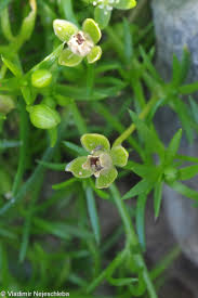 Attēlu rezultāti vaicājumam “Sagina procumbens fruit”