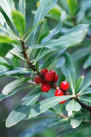 Attēlu rezultāti vaicājumam “Daphne mezereum fruit”