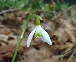 Attēlu rezultāti vaicājumam “Galanthus nivalis flower”