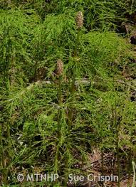 Attēlu rezultāti vaicājumam “Equisetum sylvaticum”