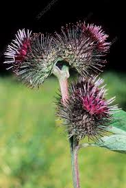 Attēlu rezultāti vaicājumam “Arctium”