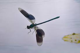 Attēlu rezultāti vaicājumam “Calopteryx splendens”