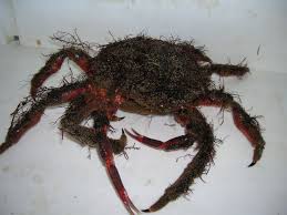 Image result for Maja brachydactyla