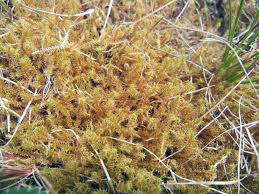 Attēlu rezultāti vaicājumam “Pleurocarpous mosses sporophyte”