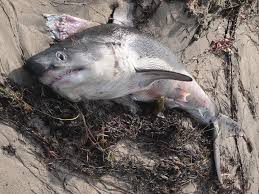 Image result for Lamna ditropis