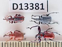 Attēlu rezultāti vaicājumam “Attelabidae”